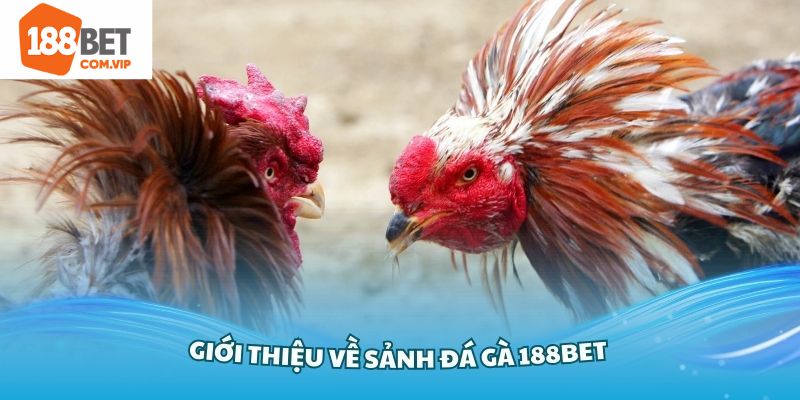 Tổng quan về lựa chọn giải trí đá gà 188bet