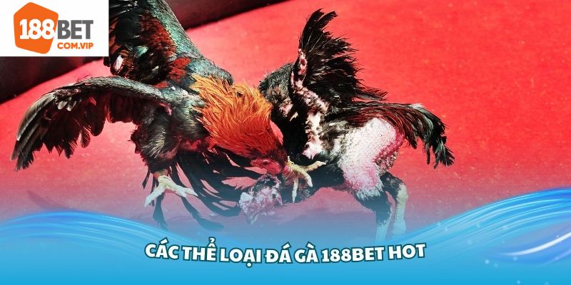 Thể loại đá gà vô cùng đa dạng tại 188bet