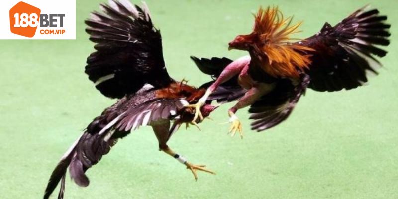 Ưu điểm đỉnh cao của giải trí đá gà 188bet